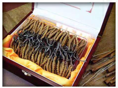 呼玛冬虫夏草回收